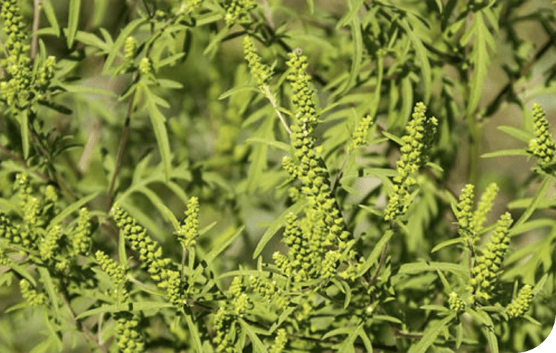 Startseite Ragweed